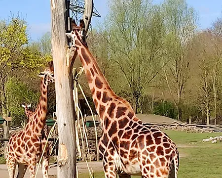 Giraffe im Zoo